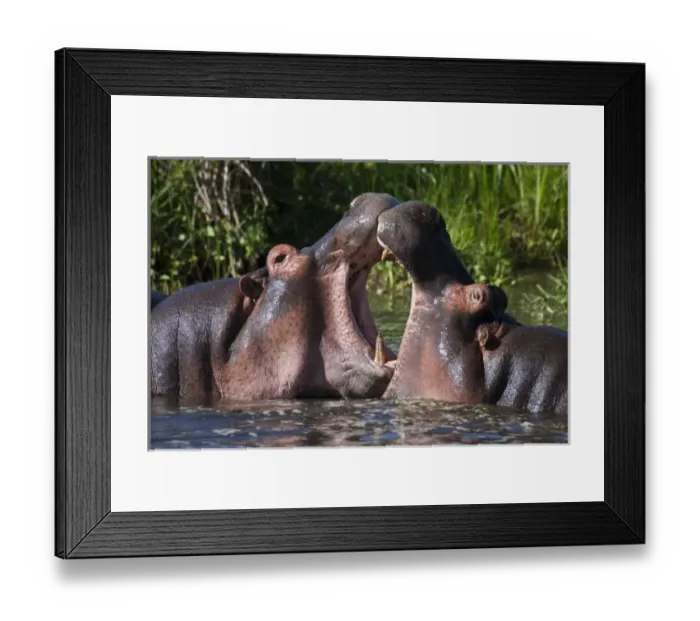 Framed Print : Africa. Tanzania. Hippopotamus sparring at the Hippo Pool at Ngorongoro Crater, Ngorongoro Framed Print : Africa. Tanzania. Hippopotamus sparring at the Hippo Pool at Ngorongoro Crater, Ngorongoro