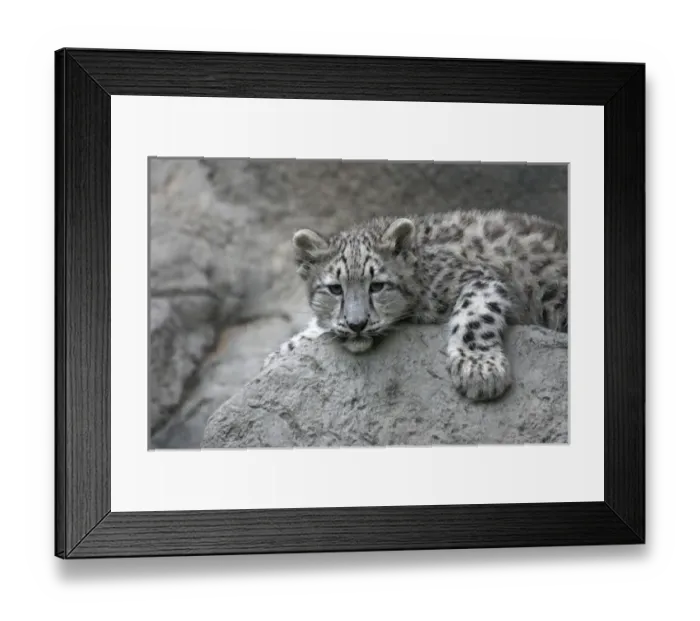 Framed Print : 4 month old Snow leopard cub draped over a rock (Panthera uncia), Sacramento Zoo Framed Print : 4 month old Snow leopard cub draped over a rock (Panthera uncia), Sacramento Zoo