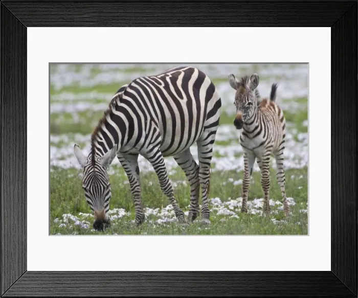 Framed Print : Africa, Tanzania