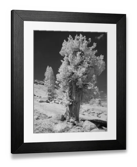 Framed Print : Infrared photo in East side of Yosemite National Park, California