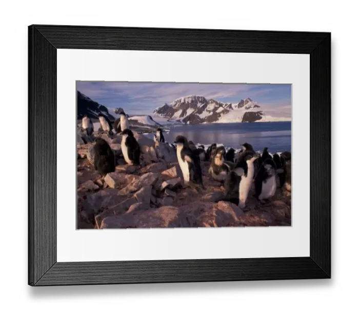Framed Print : Antarctica, Adelie penguin chicks