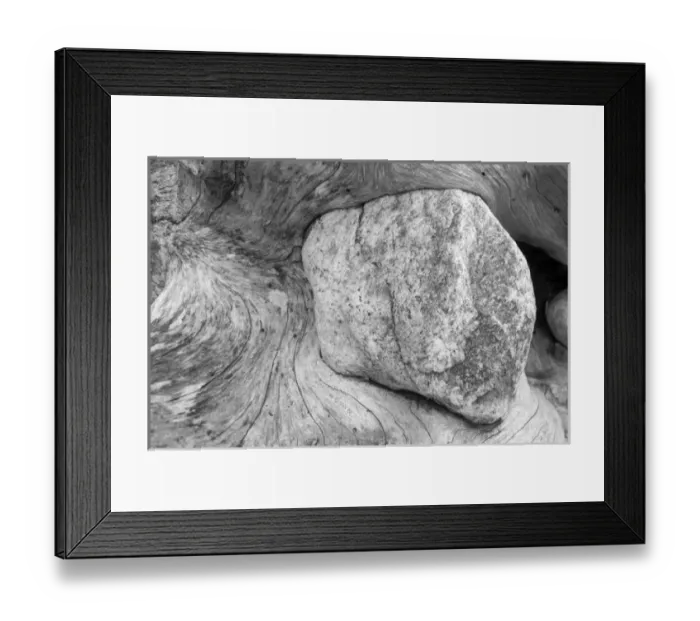 Framed Print : USA, Alaska, Juneau, Detail of bleached log on beach along Stephens Passage Framed Print : USA, Alaska, Juneau, Detail of bleached log on beach along Stephens Passage