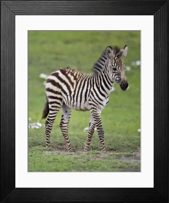 Framed Print : Africa, Tanzania Framed Print : Africa, Tanzania