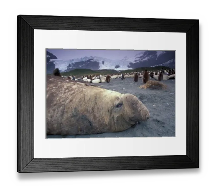 Framed Print : Antarctica, South Georgia Island, Elephant seal (M. leonina) and king penguins (A Framed Print : Antarctica, South Georgia Island, Elephant seal (M. leonina) and king penguins (A