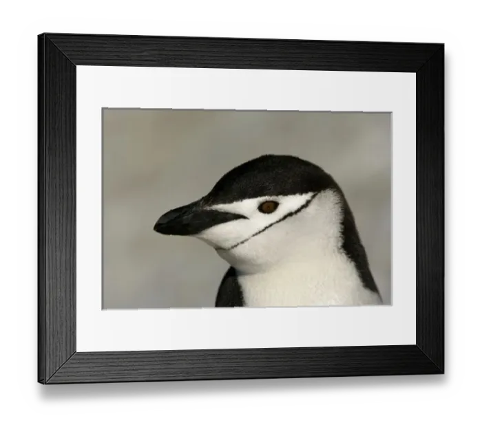 Framed Print : Antarctica, Half Moon Island. Close-up of adult chinstrap penguins head