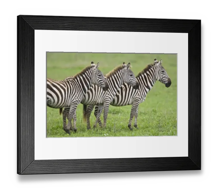 Framed Print : Africa. Tanzania. Zebras at Ngorongoro Crater in the Ngorongoro Conservation Area