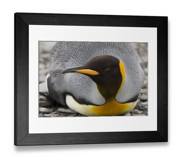 Framed Print : Antarctica, South Framed Print : Antarctica, South