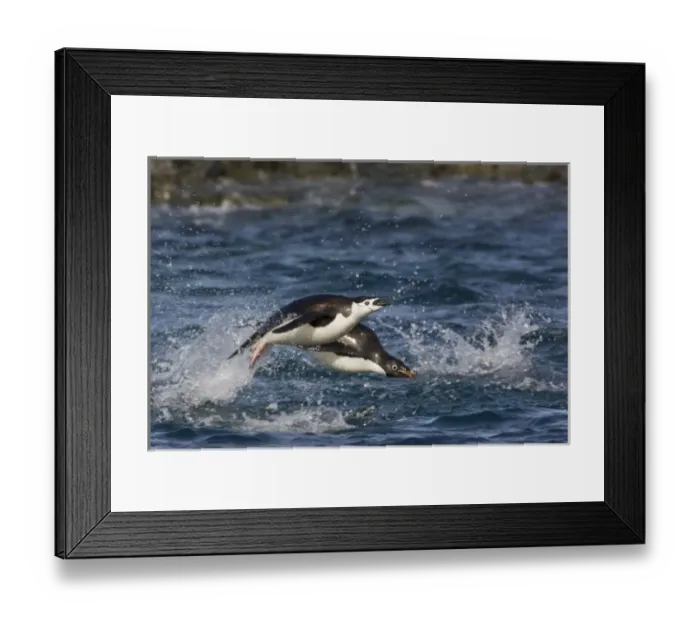 Framed Print : Antarctica, South Shetland Islands, Gourdon Island. Adelie penguins porpoising toward Framed Print : Antarctica, South Shetland Islands, Gourdon Island. Adelie penguins porpoising toward
