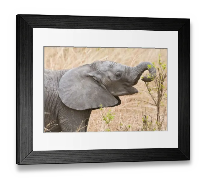 Framed Print : Africa. Tanzania Framed Print : Africa. Tanzania