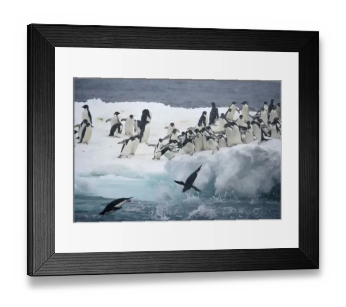 Framed Print : Antarctica, Paulet Island. Adelie penguins leaping off iceberg into ocean. Credit as Framed Print : Antarctica, Paulet Island. Adelie penguins leaping off iceberg into ocean. Credit as