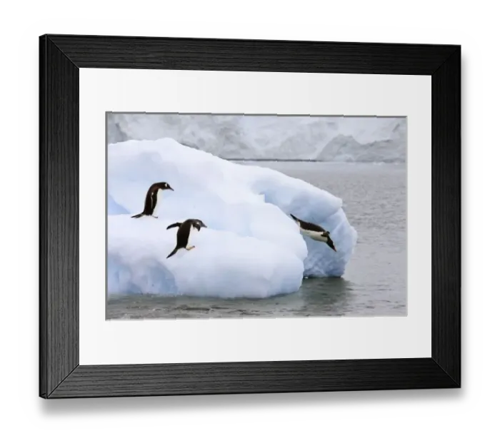 Framed Print : Antarctica, Neko Harbor. One gentoo penguin leaps onto iceberg while another dives into water Framed Print : Antarctica, Neko Harbor. One gentoo penguin leaps onto iceberg while another dives into water