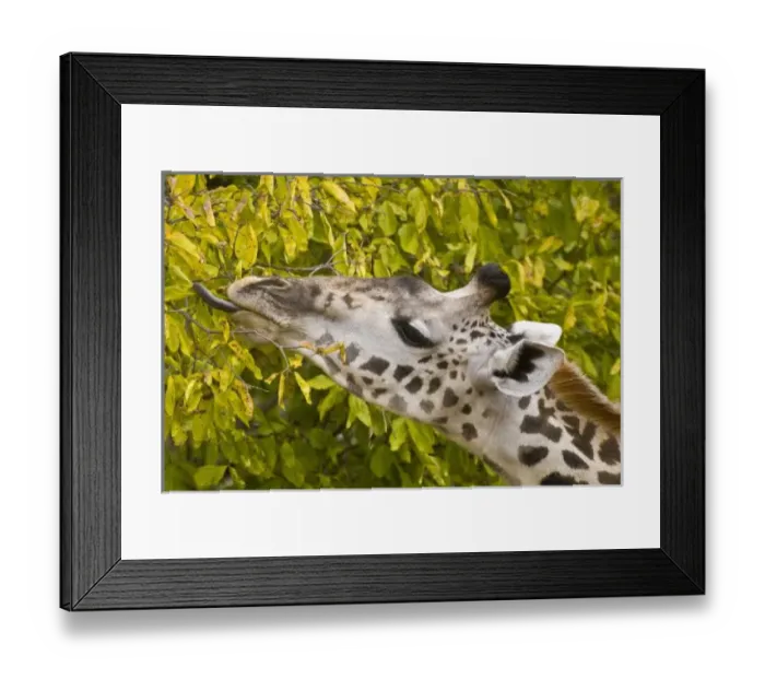 Framed Print : Africa. Tanzania