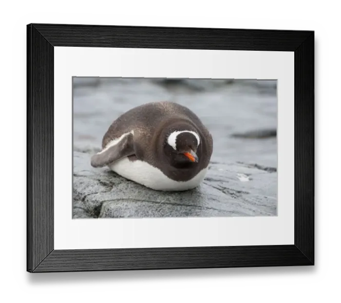 Framed Print : Antarctica, Antarctic Penninsula. Petermann Island, Gentoo penguin (wild: Pygoscelis papua)