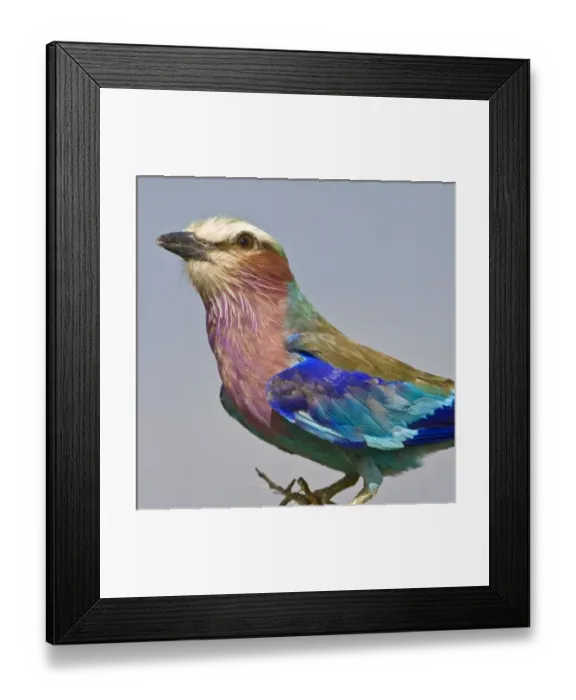 Framed Print : Africa. Tanzania. Lilac-Breasted Roller in Tarangire NP Framed Print : Africa. Tanzania. Lilac-Breasted Roller in Tarangire NP