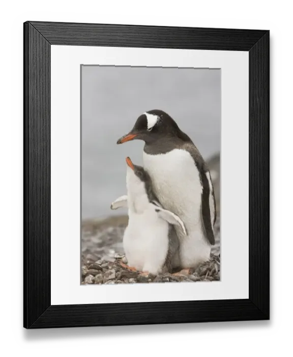Framed Print : Antarctica, Aitcho Island. Gentoo penguin chick raises its flippers during a bonding Framed Print : Antarctica, Aitcho Island. Gentoo penguin chick raises its flippers during a bonding