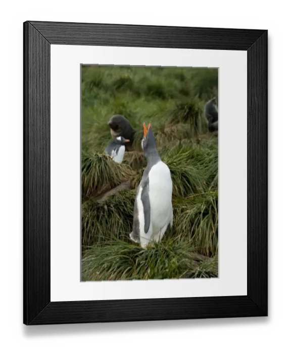 Framed Print : South Georgia Island, Godthul. Gentoo penguin (Pygoscelis papua) on tussac grass Framed Print : South Georgia Island, Godthul. Gentoo penguin (Pygoscelis papua) on tussac grass