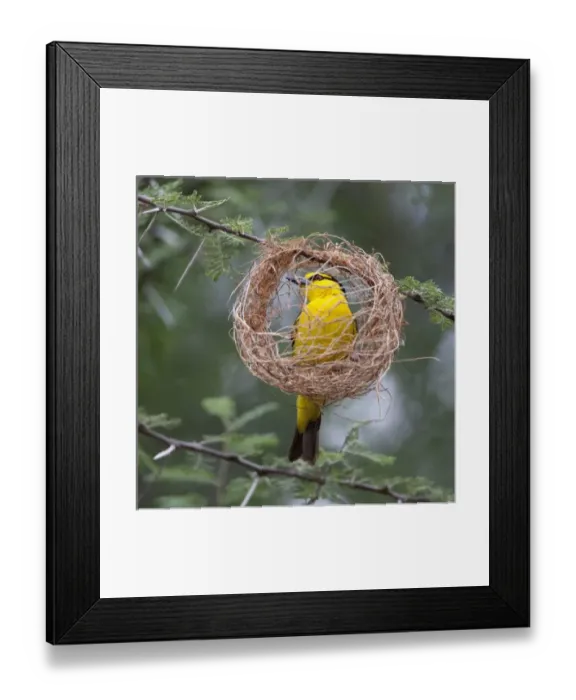 Framed Print : Africa. Tanzania Framed Print : Africa. Tanzania