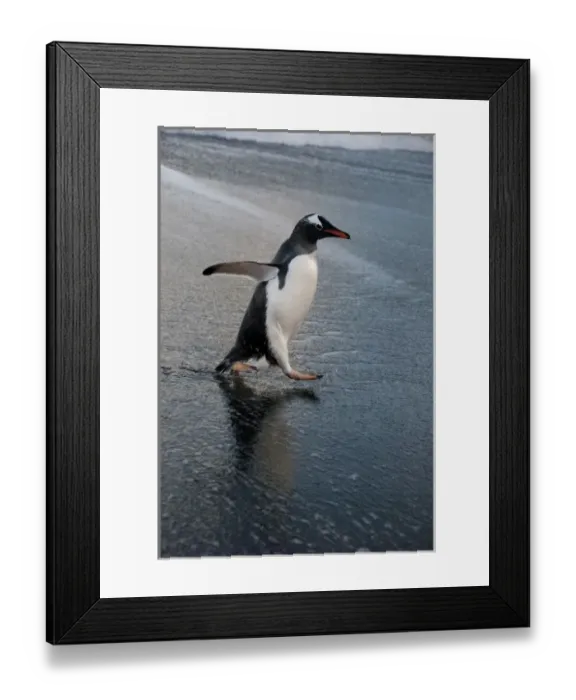 Framed Print : South Georgia Island, Gold Harbor. Gentoo penguin on beach (Pygoscelis papua)
