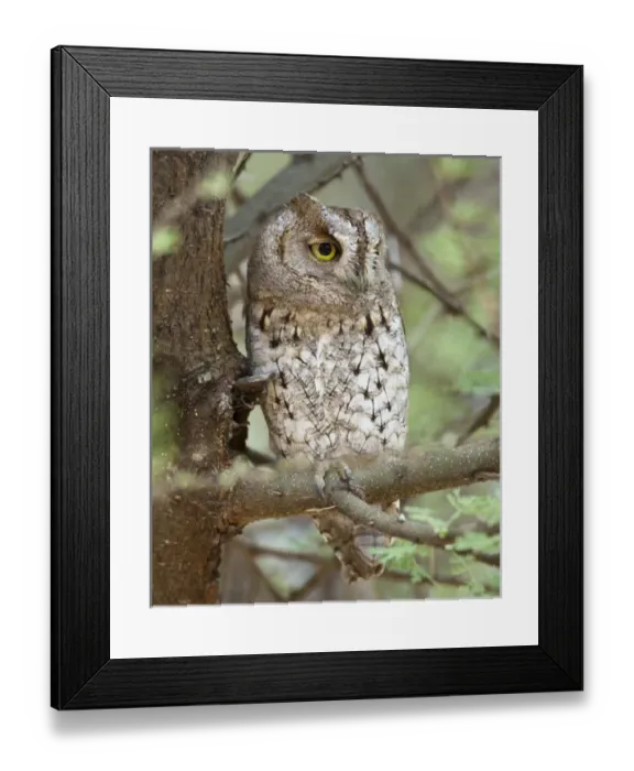 Framed Print : Africa, Tanzania Framed Print : Africa, Tanzania