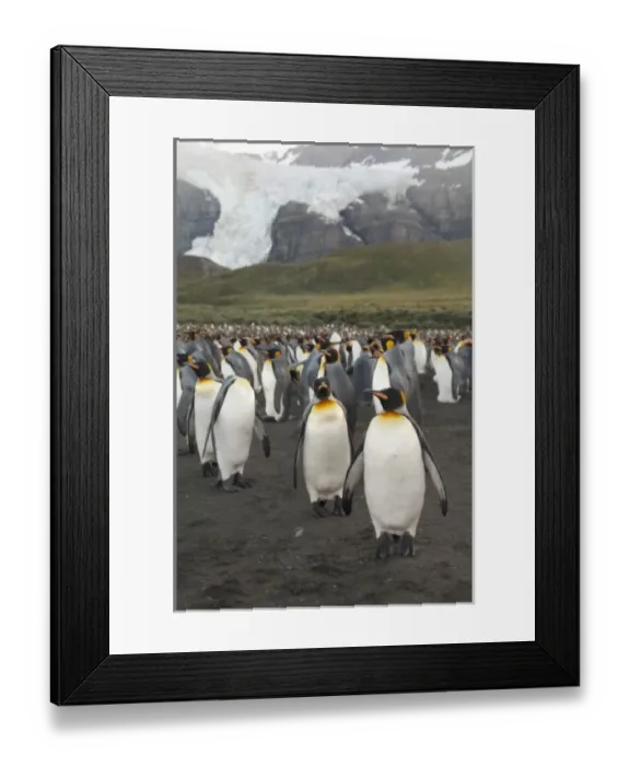 Framed Print : South Georgia Island, Gold Harbor. King penguin (Aptenodytes patagonicus) colony