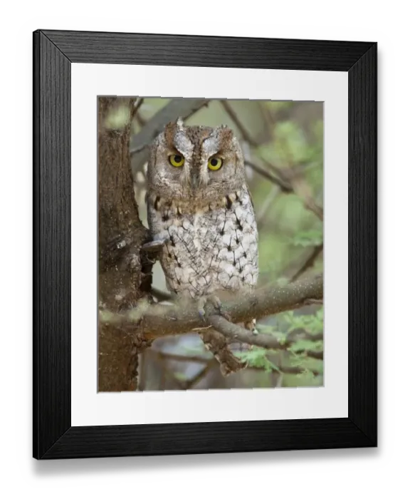 Framed Print : Africa, Tanzania