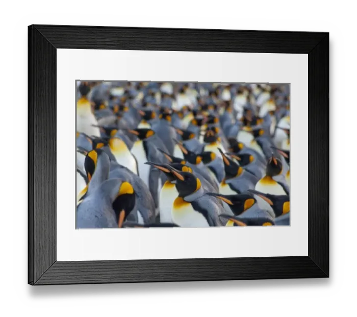 Framed Print : South Georgia Island, Gold Harbor. King penguin (Aptenodytes patagonicus) colony Framed Print : South Georgia Island, Gold Harbor. King penguin (Aptenodytes patagonicus) colony