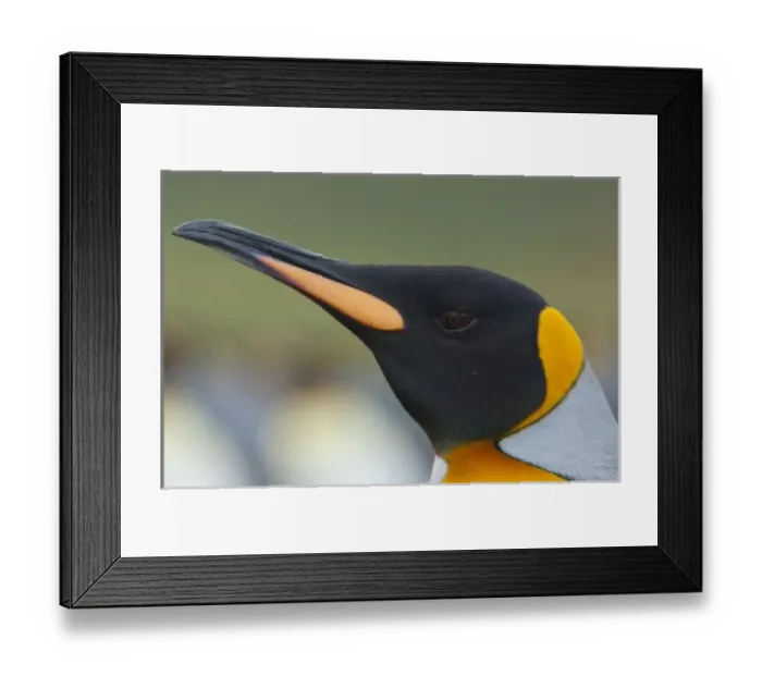 Framed Print : Antarctic, Antarctic Framed Print : Antarctic, Antarctic