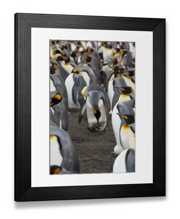 Framed Print : Antarctic, Antarctic