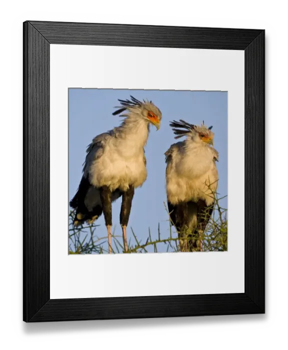 Framed Print : Africa, Tanzania