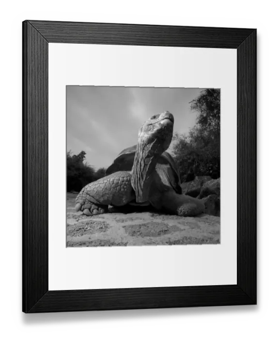 Framed Print : Ecuador, Galapagos Islands National Park, Santa Cruz Island, Puerto Ayora, Flash