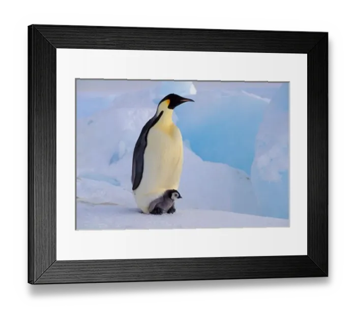 Framed Print : Antarctica, Emperor Penguin (Aptenodytes forsteri), Adult and chick Framed Print : Antarctica, Emperor Penguin (Aptenodytes forsteri), Adult and chick