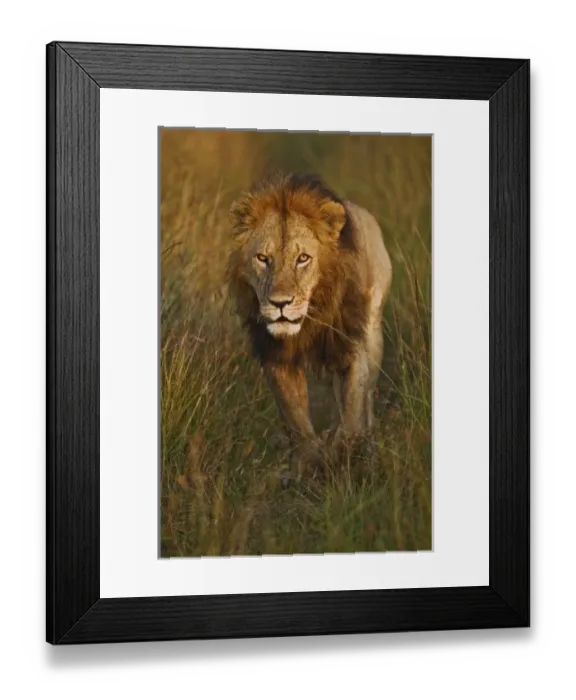 Framed Print : Adult male lion walking through tire tracks, Panthera leo, Masai Mara, Kenya Framed Print : Adult male lion walking through tire tracks, Panthera leo, Masai Mara, Kenya