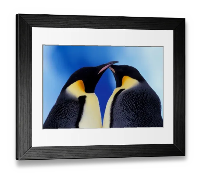 Framed Print : Antarctica, Emperor Penguin (Aptenodytes forsteri), adult pair Framed Print : Antarctica, Emperor Penguin (Aptenodytes forsteri), adult pair