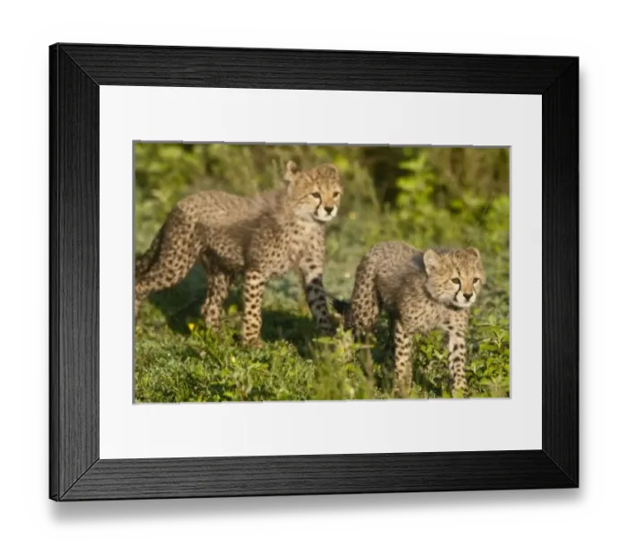 Framed Print : Africa, Tanzania Framed Print : Africa, Tanzania