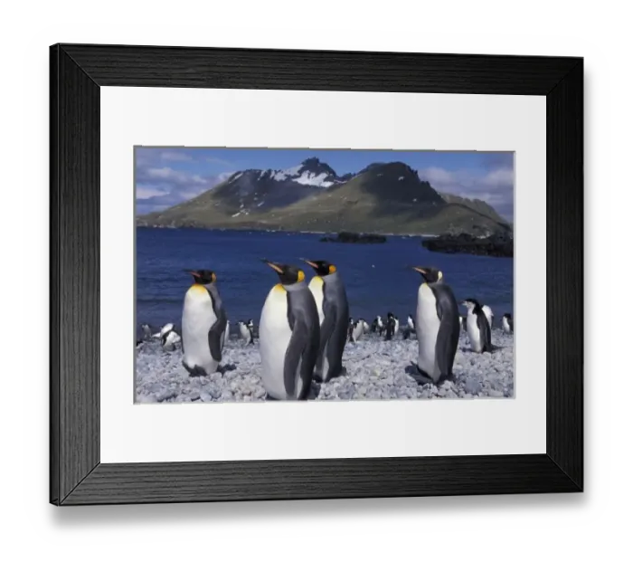 Framed Print : Antarctic, South Georgia Island King penguins and chinstrap penguins on beach Framed Print : Antarctic, South Georgia Island King penguins and chinstrap penguins on beach