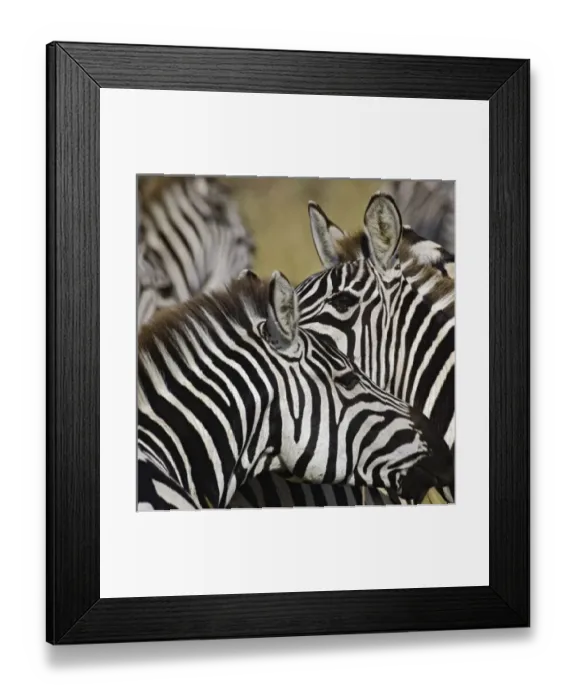 Framed Print : Africa, Kenya Framed Print : Africa, Kenya