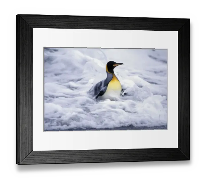 Framed Print : Antarctic, South Georgia Island King penguin (Aptenodytes patagonica) coming out of ocean