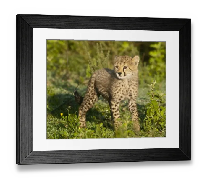 Framed Print : Africa, Tanzania Framed Print : Africa, Tanzania