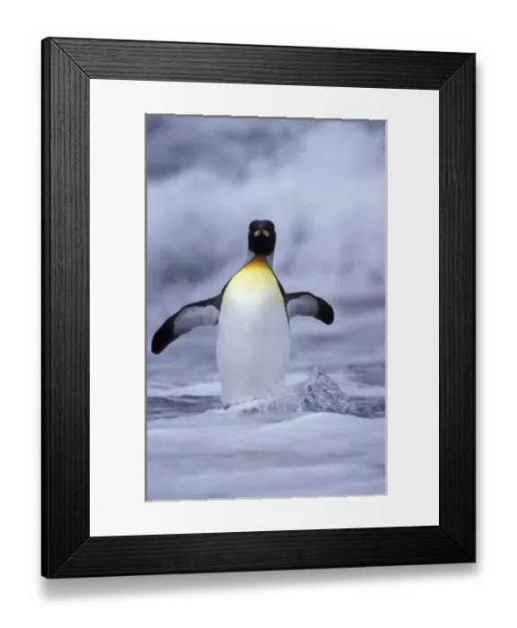 Framed Print : Antarctic, South Georgia Island King penguin (Aptenodytes patagonica) coming out of ocean Framed Print : Antarctic, South Georgia Island King penguin (Aptenodytes patagonica) coming out of ocean