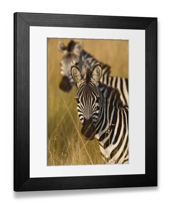 Framed Print : Burchells Zebra Framed Print : Burchells Zebra