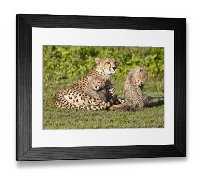 Framed Print : Africa. Tanzania