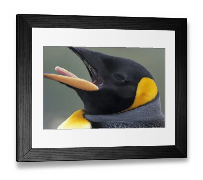 Framed Print : Antarctic, South Framed Print : Antarctic, South