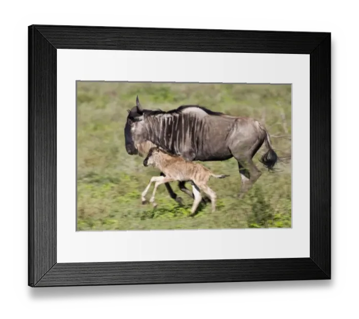 Framed Print : Africa. Tanzania Framed Print : Africa. Tanzania