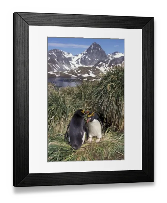 Framed Print : Antactic, South Georgia Island, Cooper Bay, Macaroni penguin couple on tussock grass Framed Print : Antactic, South Georgia Island, Cooper Bay, Macaroni penguin couple on tussock grass