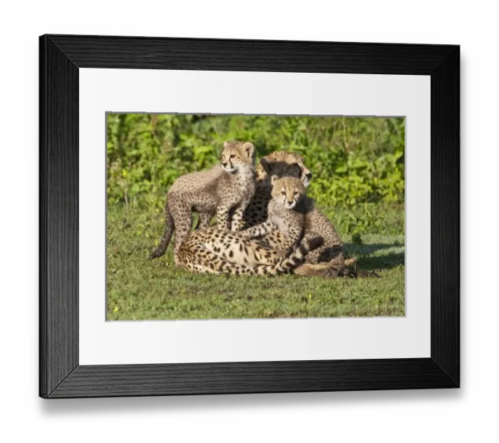 Framed Print : Africa. Tanzania Framed Print : Africa. Tanzania