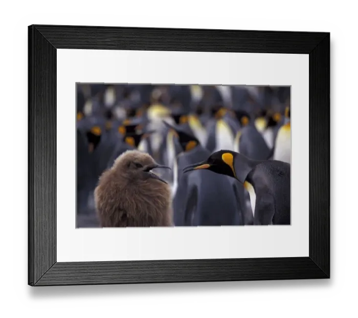 Framed Print : Antarctic, South Georgia Island King penguin (Aptenodytes patagonica) fully-grown young Framed Print : Antarctic, South Georgia Island King penguin (Aptenodytes patagonica) fully-grown young