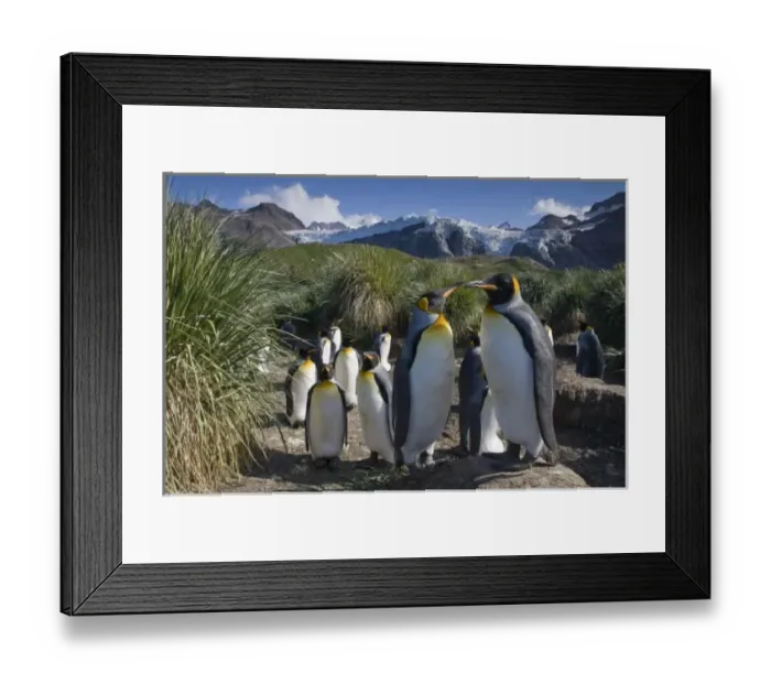 Framed Print : Antarctica, South Georgia Island (UK), King Penguins (Aptenodytes patagonicus) nesting
