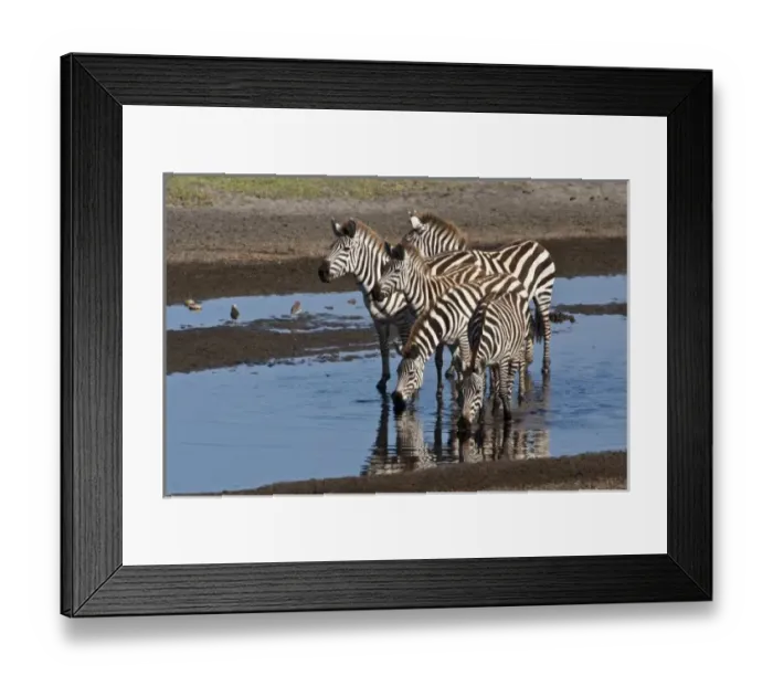 Framed Print : Africa. Tanzania. Zebras drinking at Ndutu in the Ngorongoro Conservation Area Framed Print : Africa. Tanzania. Zebras drinking at Ndutu in the Ngorongoro Conservation Area