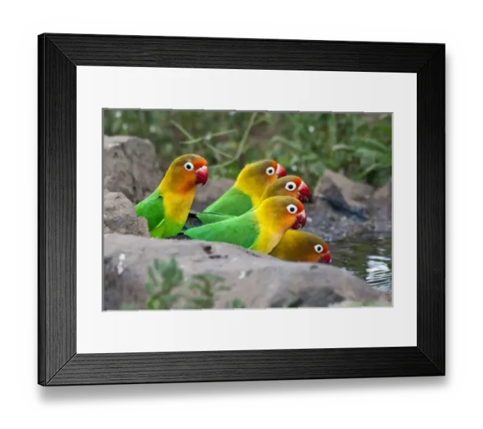 Framed Print : Africa. Tanzania. Fischers Lovebirds drinking at Ndutu in the Ngorongoro Conservation Area Framed Print : Africa. Tanzania. Fischers Lovebirds drinking at Ndutu in the Ngorongoro Conservation Area