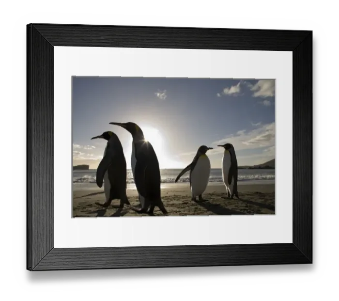Framed Print : Antarctica, South Georgia Island (UK), King Penguins (Aptenodytes patagonicus) along Framed Print : Antarctica, South Georgia Island (UK), King Penguins (Aptenodytes patagonicus) along